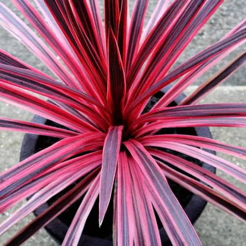 Pretty Pink Houseplants 28