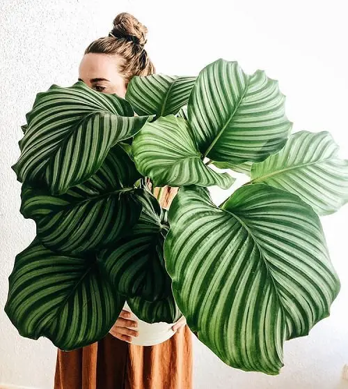 Variegated Indoor Plants for indoor