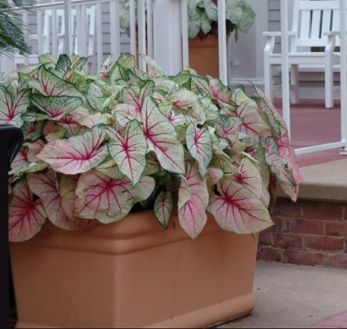 Most Beautiful Caladiums 12