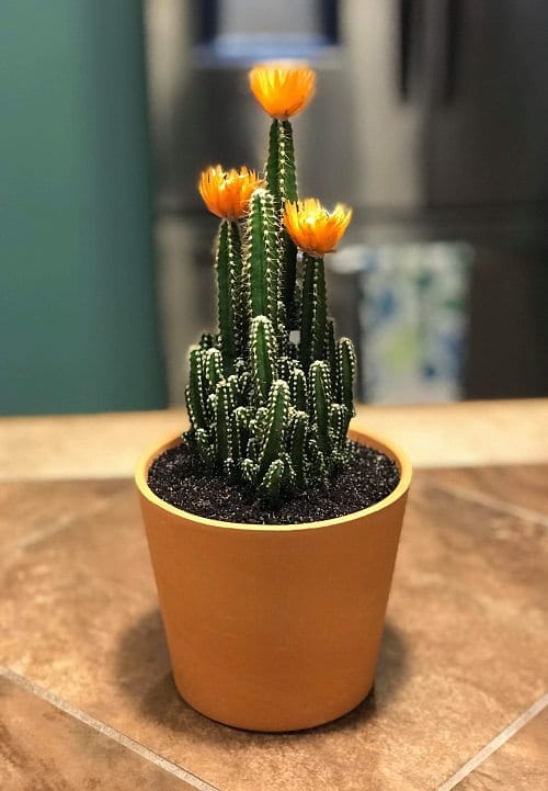 Best Flowering Cactus Plants 12