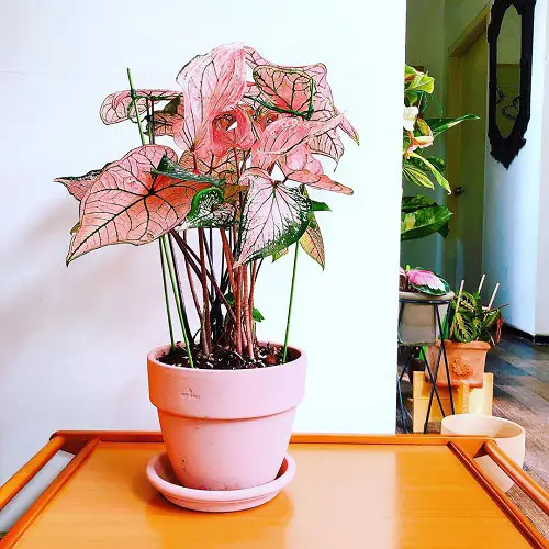 Best Caladium Varieties 44