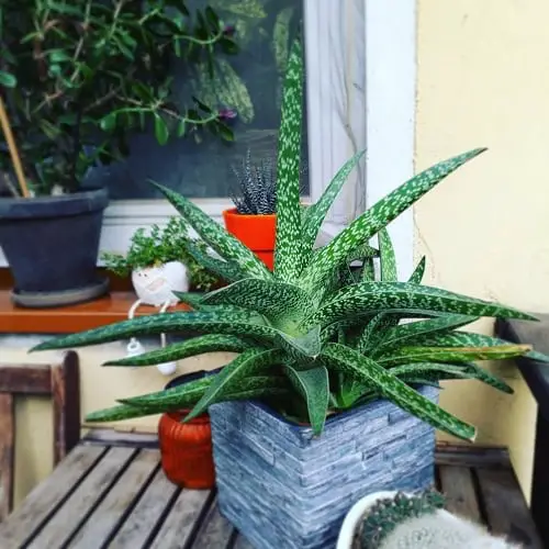 Different Types of Zebra Plants 10