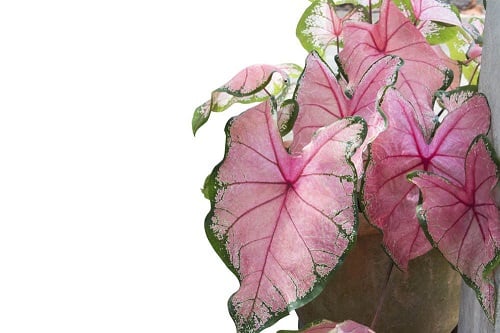 Pink Houseplants 13