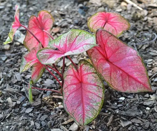 Most Beautiful Types of Caladiums 55