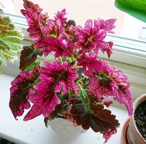 Pretty Pink Houseplants 14