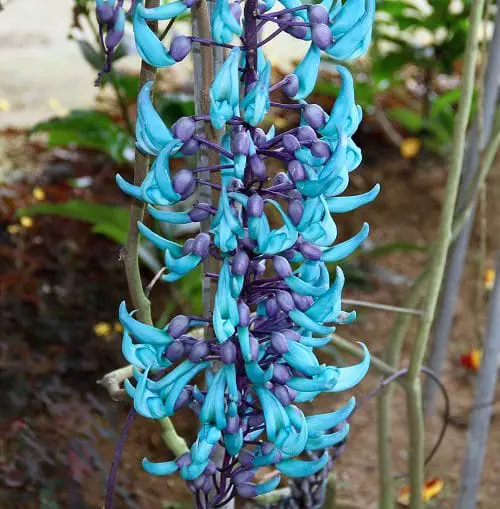 Turquoise Jade Vine