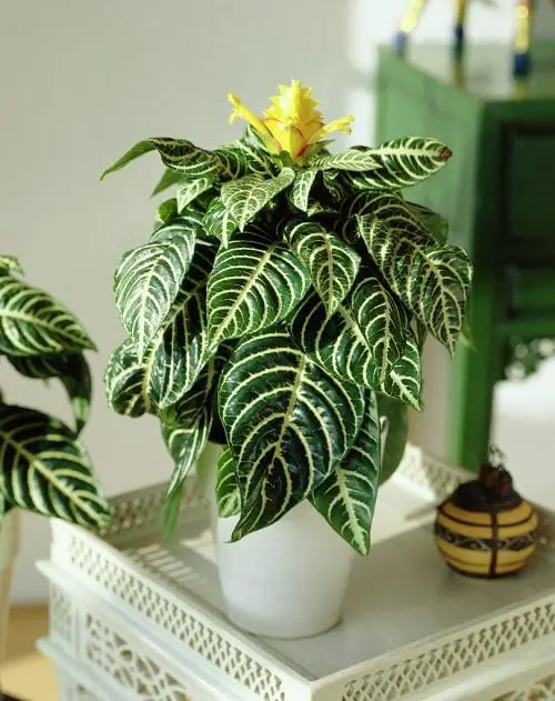 Different Types of Zebra Plants 11