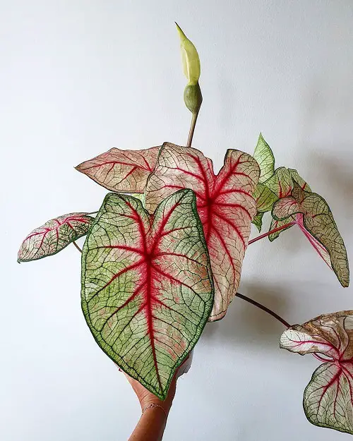 Most Beautiful Caladiums 13