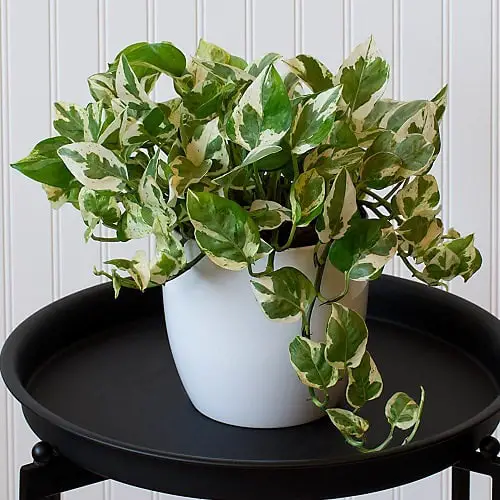 Beautiful Houseplants with Patterns in black table