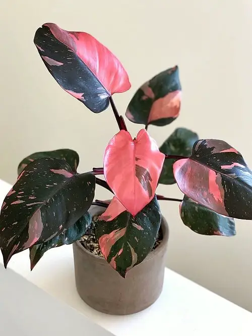 Pink Houseplants 7
