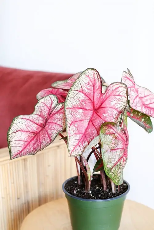 Most Beautiful Types of Caladiums 57