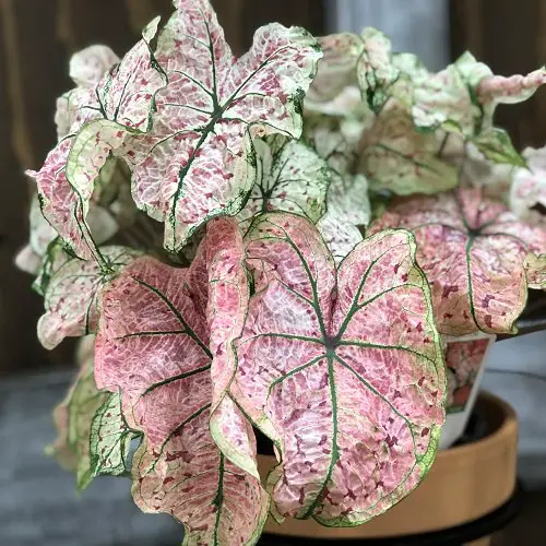 Most Beautiful Caladiums 14