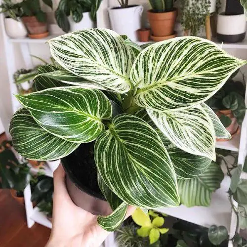 "Beautiful Indoor Plants with Patterns and Variegation