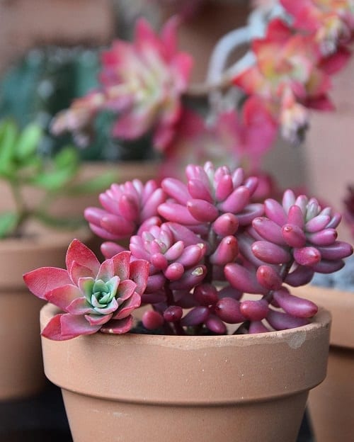 Pink Jelly Bean