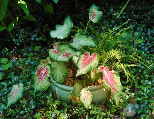 Most Beautiful Types of Caladiums 59