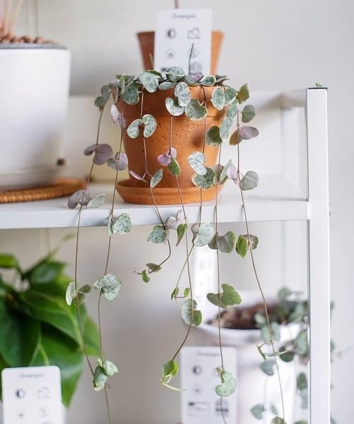 top String Succulents that Hang