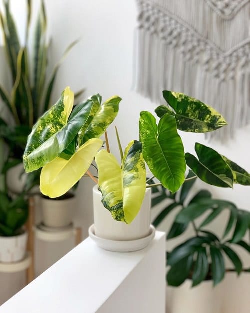 Beautiful Houseplants with Patterns 