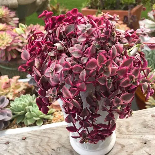 Pink Houseplants 3