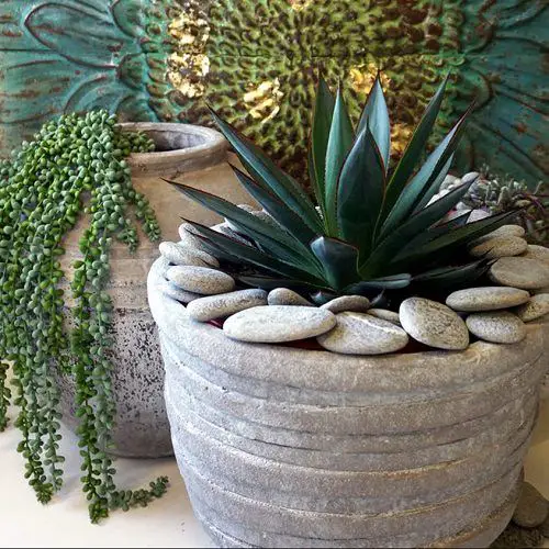 Houseplants with Blue Leaves 2
