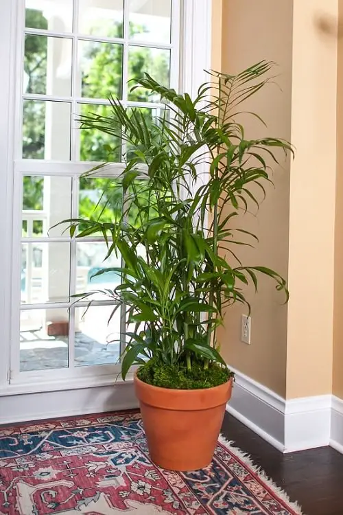 Small Palm Trees indoor