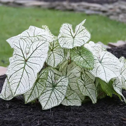 Best Caladium Varieties 34
