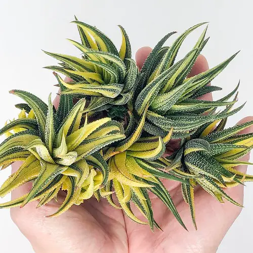 Different Types of Zebra Plants 2