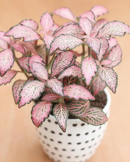 Pink Houseplants 9