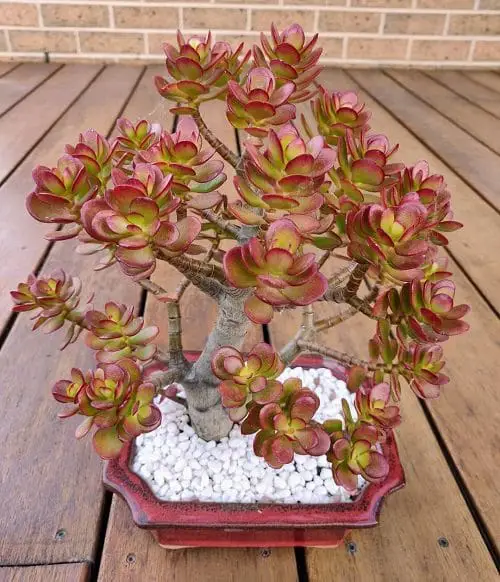 Best Jade plant Species 