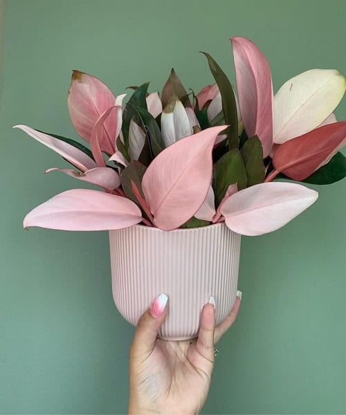 Pink Houseplants 31