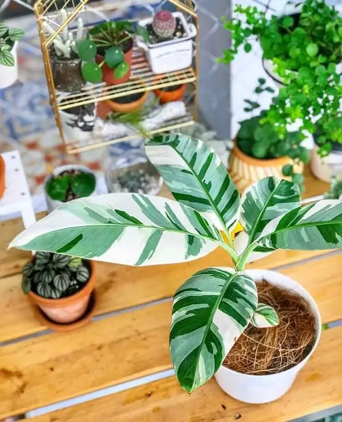 Variegated Indoor Plants with Patterns