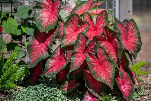 Most Beautiful Caladiums 16