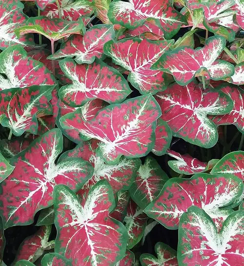 Most Beautiful Types of Caladiums 63