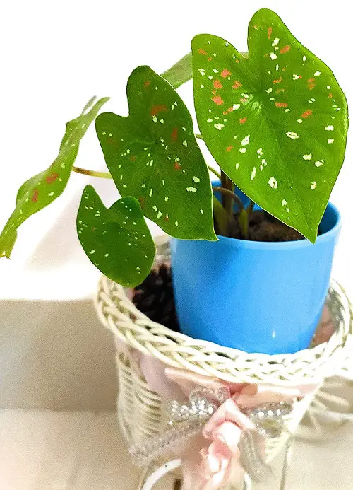 Most Beautiful Caladiums 17