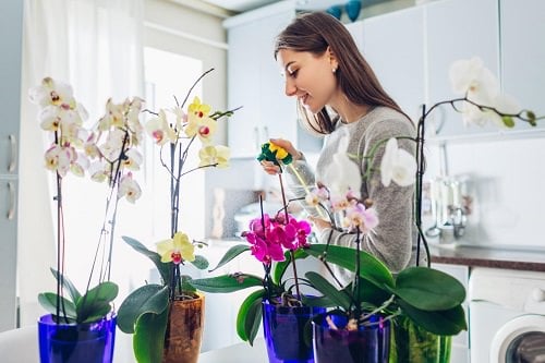 Houseplants for Girls Room 20