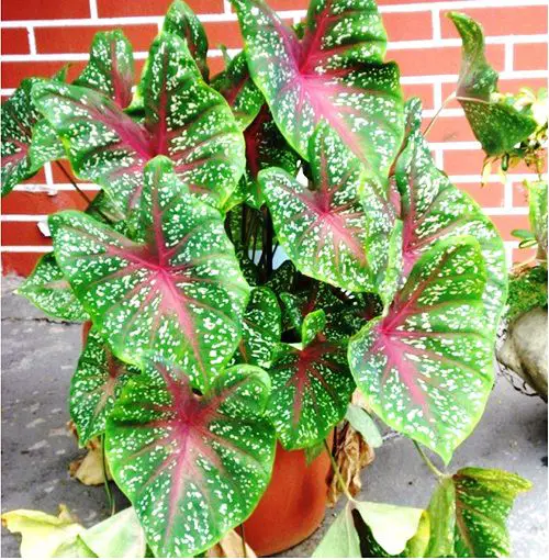 Most Beautiful Types of Caladiums 65