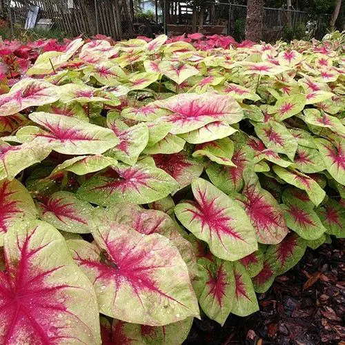 Most Beautiful Caladiums 18