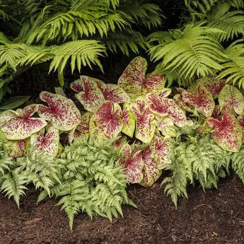Most Beautiful Types of Caladiums 67