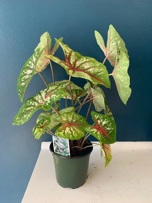 Most Beautiful Types of Caladiums 69