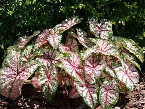 Most Beautiful Caladiums 20