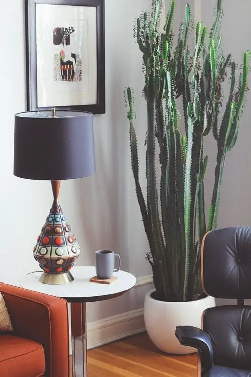 Houseplants for Girls Room 23
