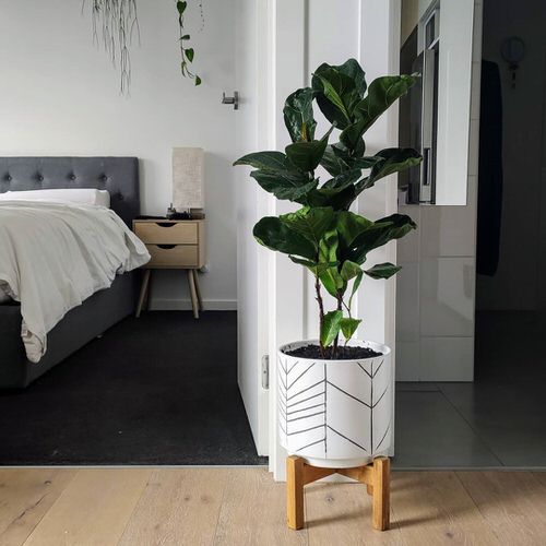 Fiddle Leaf Fig Decor Ideas 2