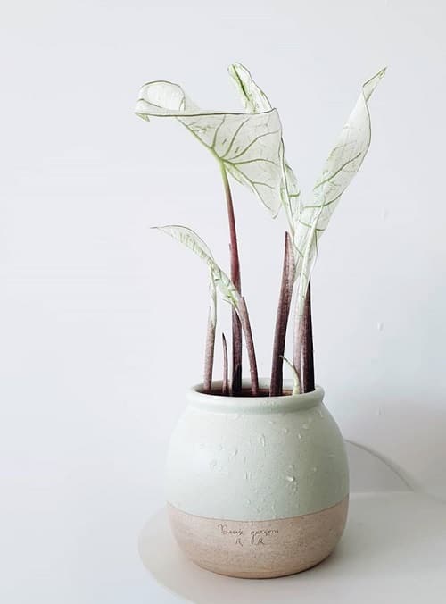 Most Beautiful Types of Caladiums 35