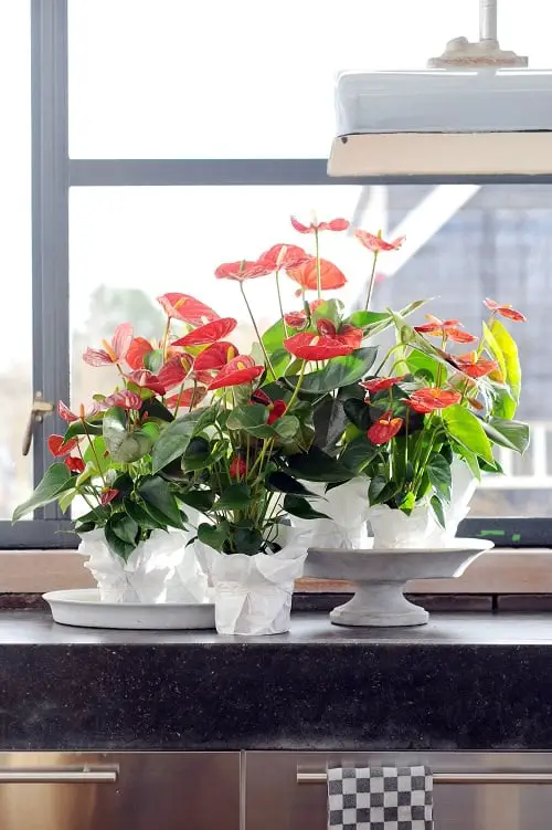 Types of Indoor Plants 10