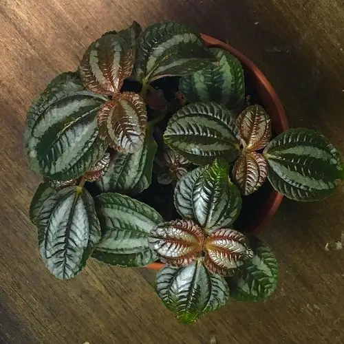 Pilea Types and Varieties 3