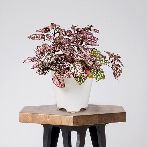 Pink Polka Dot Plant