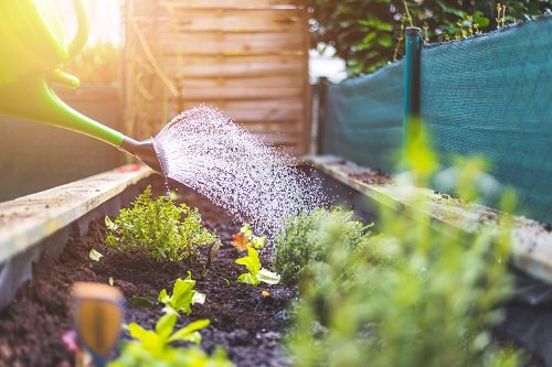 Cornstarch Uses in the Garden 3