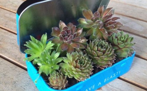 Indoor Succulent Combination Ideas