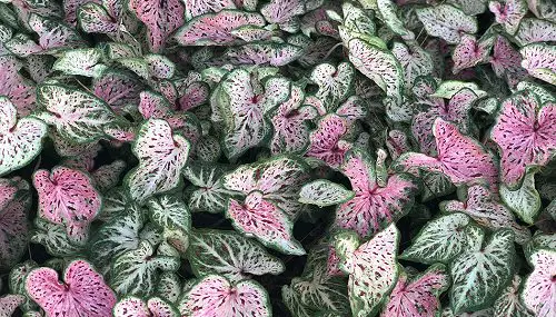Most Beautiful Types of Caladiums 71