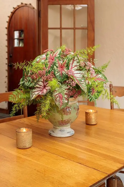 Most Beautiful Types of Caladiums 73
