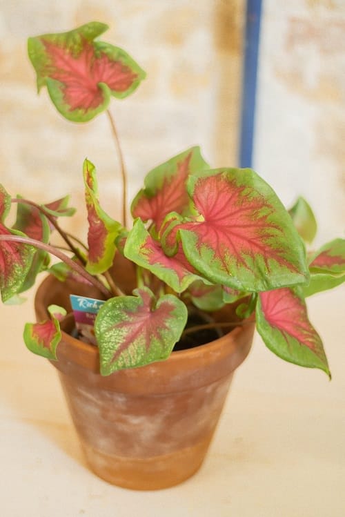 Most Beautiful Caladiums 22